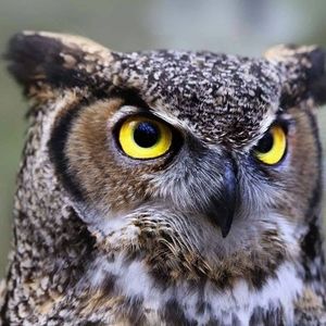 Meet your Posher, Jean